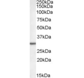 Western Blot - Anti-DPM1 Antibody (A84599) - Antibodies.com