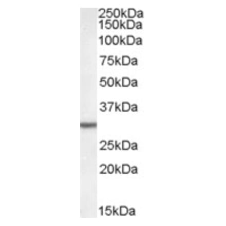 Western Blot - Anti-DPM1 Antibody (A84599) - Antibodies.com