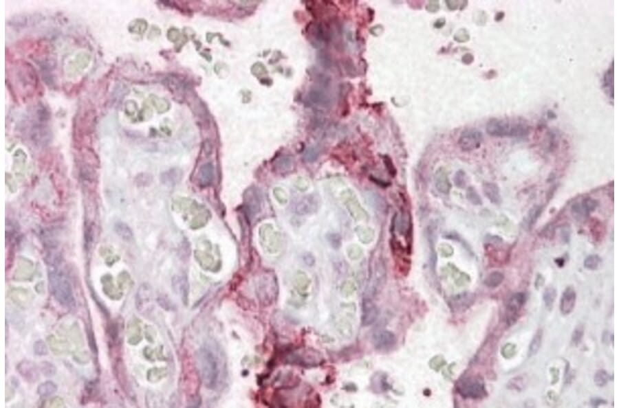 Immunohistochemistry - Anti-NCE2/UBE2F Antibody (A84600) - Antibodies.com