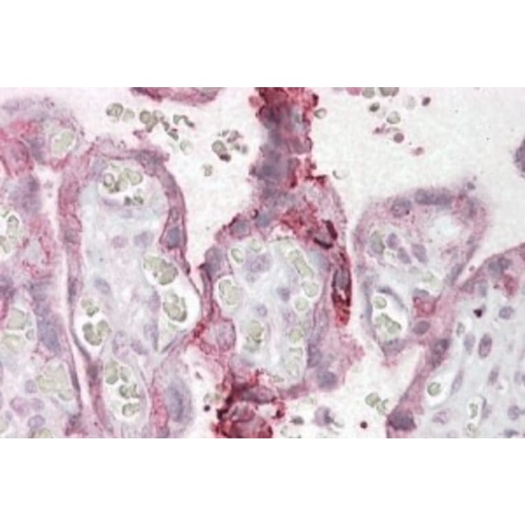 Immunohistochemistry - Anti-NCE2/UBE2F Antibody (A84600) - Antibodies.com