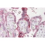Immunohistochemistry - Anti-NCE2/UBE2F Antibody (A84600) - Antibodies.com