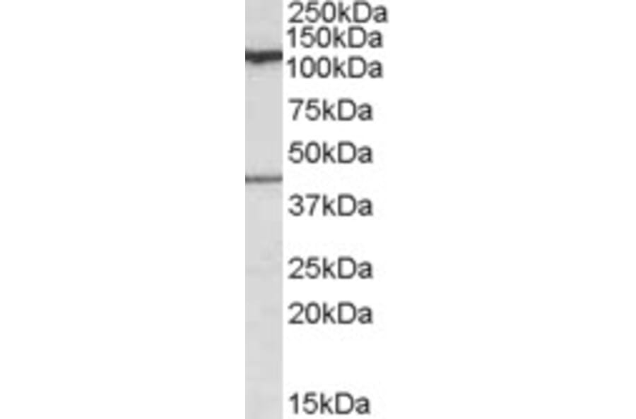 Western Blot - Anti-COG1 Antibody (A84601) - Antibodies.com