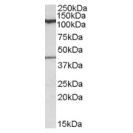 Western Blot - Anti-COG1 Antibody (A84601) - Antibodies.com