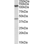 Western Blot - Anti-COG1 Antibody (A84601) - Antibodies.com