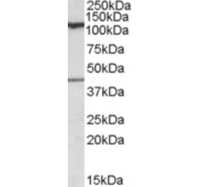Western Blot - Anti-COG1 Antibody (A84601) - Antibodies.com