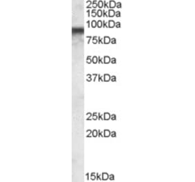 Western Blot - Anti-COG7 Antibody (A84602) - Antibodies.com