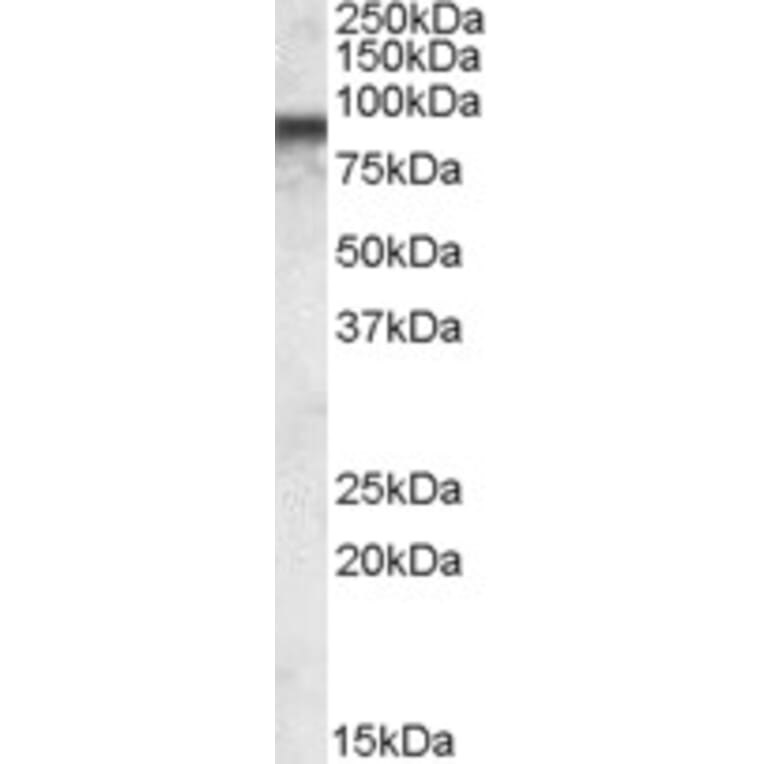 Western Blot - Anti-COG7 Antibody (A84602) - Antibodies.com