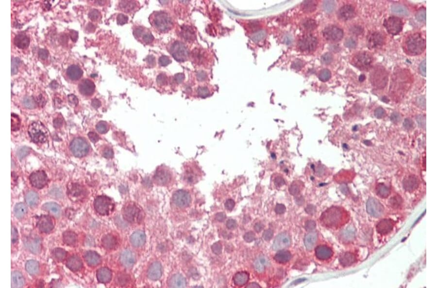 Immunohistochemistry - Anti-COG7 Antibody (A84602) - Antibodies.com