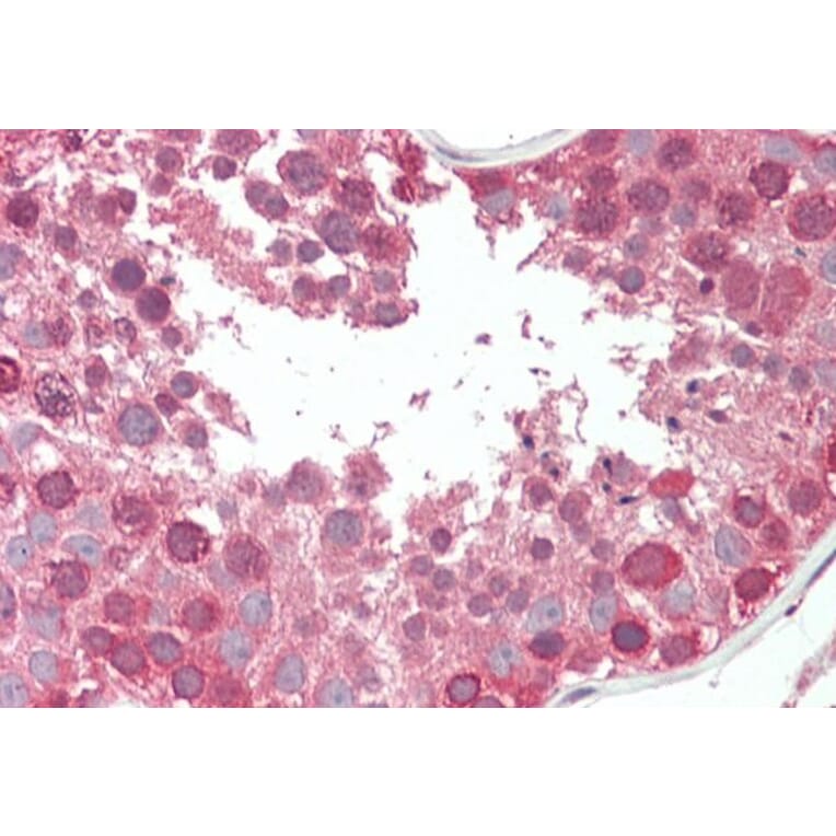 Immunohistochemistry - Anti-COG7 Antibody (A84602) - Antibodies.com