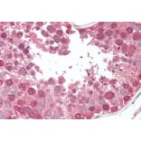 Immunohistochemistry - Anti-COG7 Antibody (A84602) - Antibodies.com