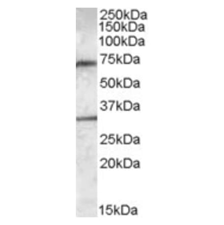 Western Blot - Anti-LIPG Antibody (A84603) - Antibodies.com