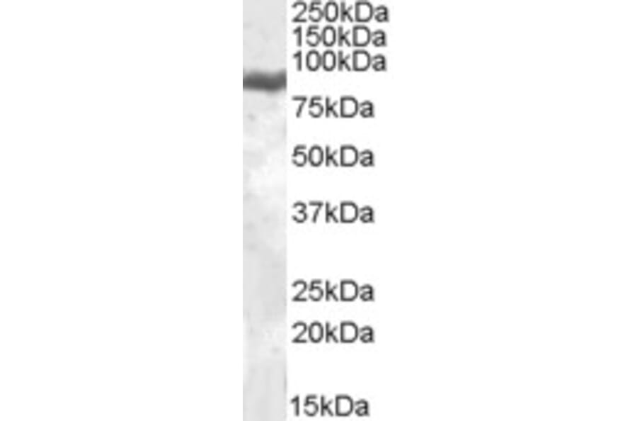 Western Blot - Anti-Lactoferrin Antibody (A84604) - Antibodies.com