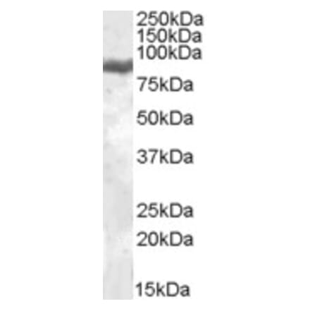 Western Blot - Anti-Lactoferrin Antibody (A84604) - Antibodies.com