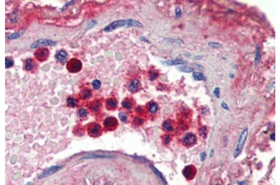 Immunohistochemistry - Anti-Lactoferrin Antibody (A84604) - Antibodies.com