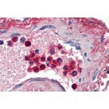 Immunohistochemistry - Anti-Lactoferrin Antibody (A84604) - Antibodies.com