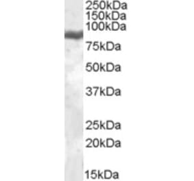 Western Blot - Anti-LTF Antibody (A84604) - Antibodies.com