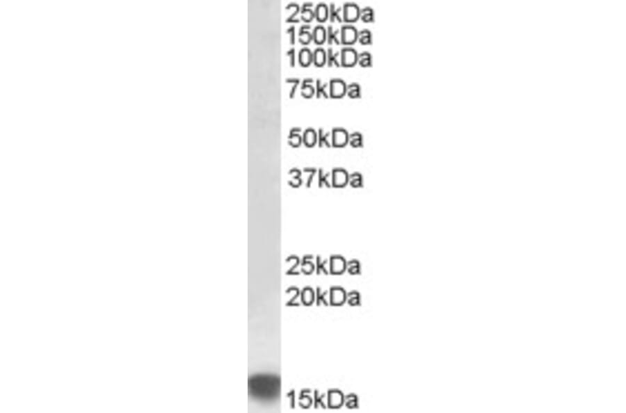 Western Blot - Anti-SRXN1 Antibody (A84605) - Antibodies.com