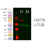 Western Blot - Anti-OXTR Antibody (A84606) - Antibodies.com