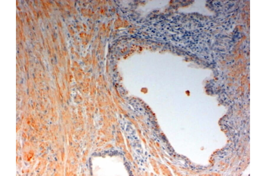 Immunohistochemistry - Anti-OXTR Antibody (A84606) - Antibodies.com