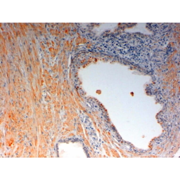 Immunohistochemistry - Anti-OXTR Antibody (A84606) - Antibodies.com