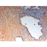 Immunohistochemistry - Anti-OXTR Antibody (A84606) - Antibodies.com