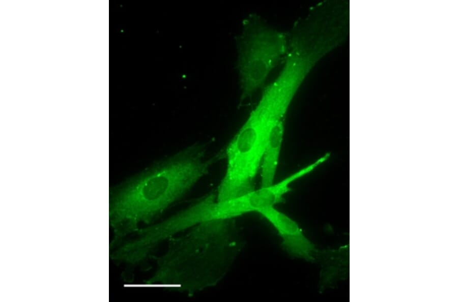Immunofluorescence - Anti-OXTR Antibody (A84606) - Antibodies.com