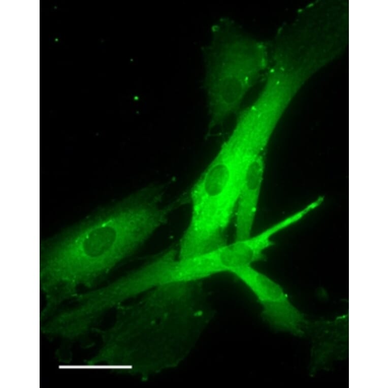 Immunofluorescence - Anti-OXTR Antibody (A84606) - Antibodies.com