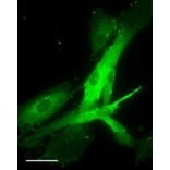 Immunofluorescence - Anti-OXTR Antibody (A84606) - Antibodies.com