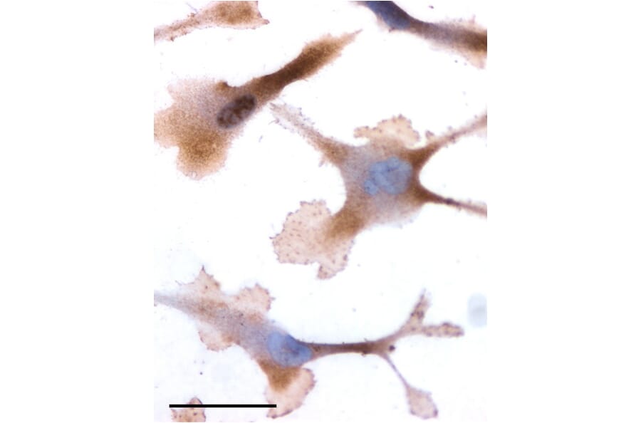Immunohistochemistry - Anti-OXTR Antibody (A84606) - Antibodies.com