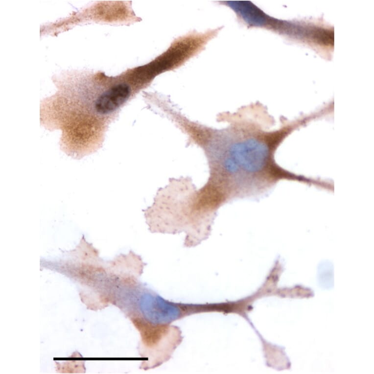 Immunohistochemistry - Anti-OXTR Antibody (A84606) - Antibodies.com