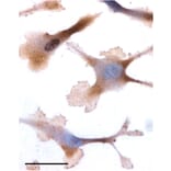Immunohistochemistry - Anti-OXTR Antibody (A84606) - Antibodies.com