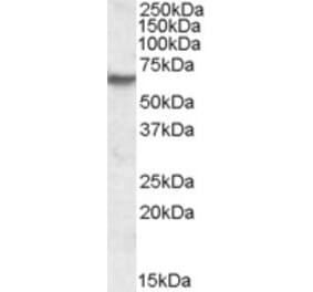 Western Blot - Anti-IMPDH2 Antibody (A84607) - Antibodies.com