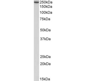 Western Blot - Anti-MYH9 Antibody (A84609) - Antibodies.com