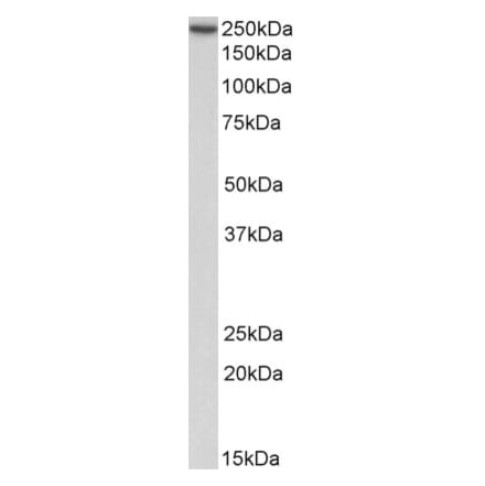 Western Blot - Anti-MYH9 Antibody (A84609) - Antibodies.com