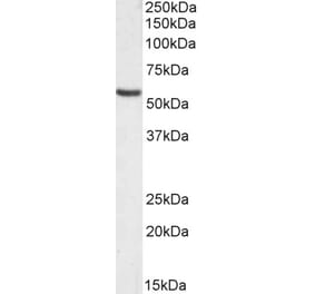 Western Blot - Anti-Orai1 Antibody (A84610) - Antibodies.com