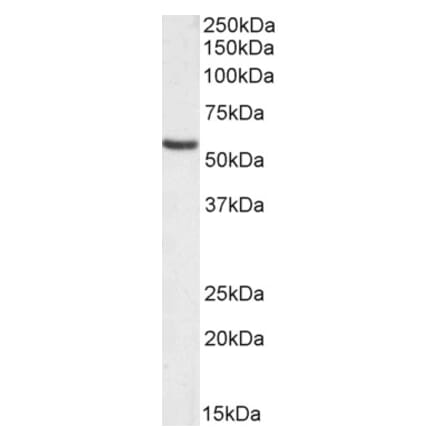 Western Blot - Anti-Orai1 Antibody (A84610) - Antibodies.com