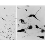 Immunohistochemistry - Anti-Oxytocin-neurophysin 1 Antibody (A84611) - Antibodies.com