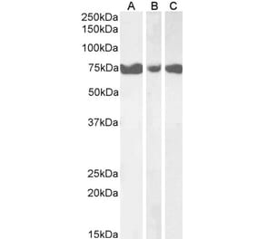 Western Blot - Anti-ITPKC Antibody (A84612) - Antibodies.com