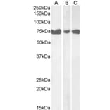 Western Blot - Anti-ITPKC Antibody (A84612) - Antibodies.com
