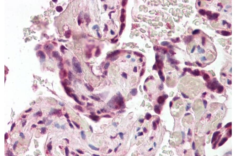 Immunohistochemistry - Anti-SODD Antibody (A84613) - Antibodies.com