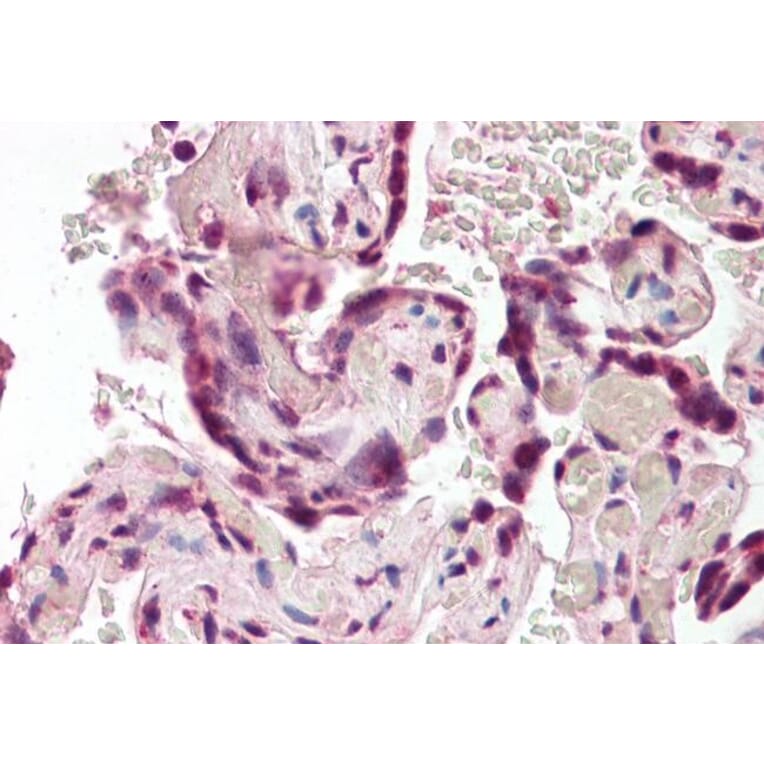 Immunohistochemistry - Anti-SODD Antibody (A84613) - Antibodies.com