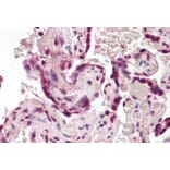 Immunohistochemistry - Anti-SODD Antibody (A84613) - Antibodies.com