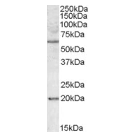 Western Blot - Anti-BAG4 Antibody (A84613) - Antibodies.com