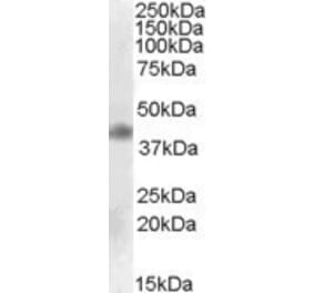 Western Blot - Anti-MEIS1 Antibody (A84614) - Antibodies.com