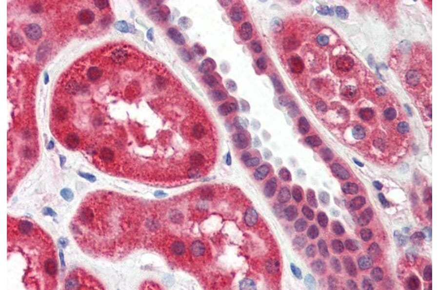 Immunohistochemistry - Anti-15 Lipoxygenase 1 Antibody (A84615) - Antibodies.com