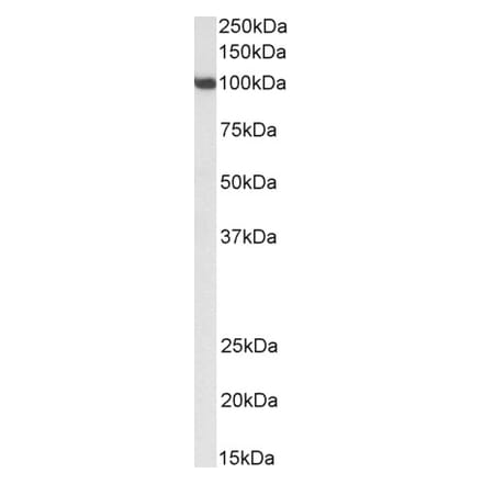 Western Blot - Anti-SP1 Antibody (A84617) - Antibodies.com