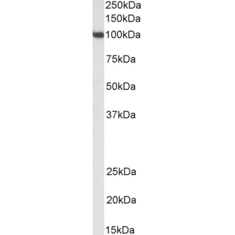 Western Blot - Anti-SP1 Antibody (A84617) - Antibodies.com