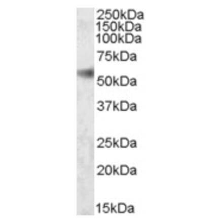 Western Blot - Anti-SH2D4A Antibody (A84618) - Antibodies.com
