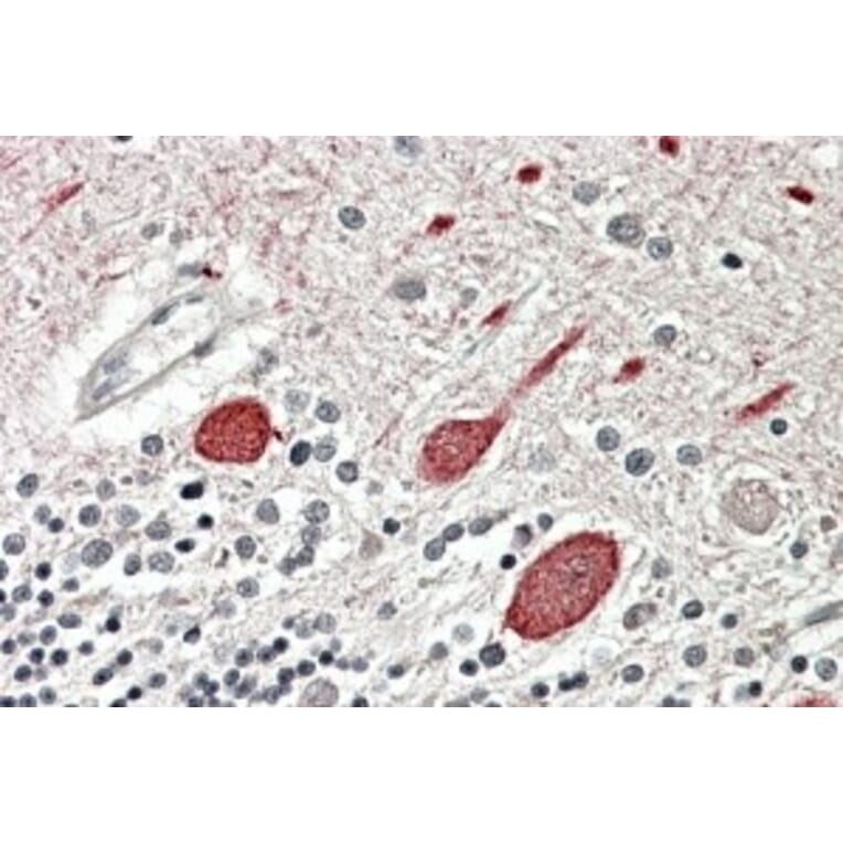 Immunohistochemistry - Anti-Melatonin Receptor 1B/MTNR1B Antibody (A84619) - Antibodies.com
