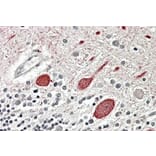 Immunohistochemistry - Anti-Melatonin Receptor 1B/MTNR1B Antibody (A84619) - Antibodies.com